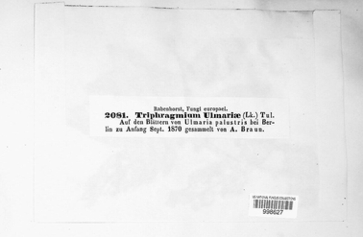 Triphragmium image